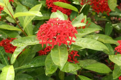 About our plants | ULI Hong Kong